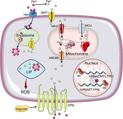 Targeting Ferroptosis to Treat Cardiovascular Diseases: A New Continent to Be Explored